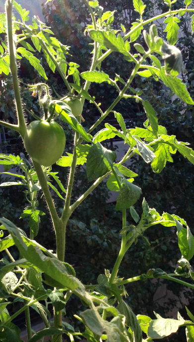 Screen Shot 2015-08-26 at 1.47.48 PM