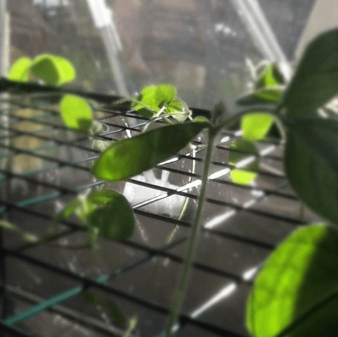 Screen Shot 2016-08-15 at 3.03.12 PM