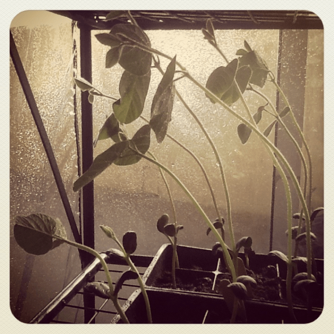 Screen Shot 2016-08-15 at 3.14.25 PM