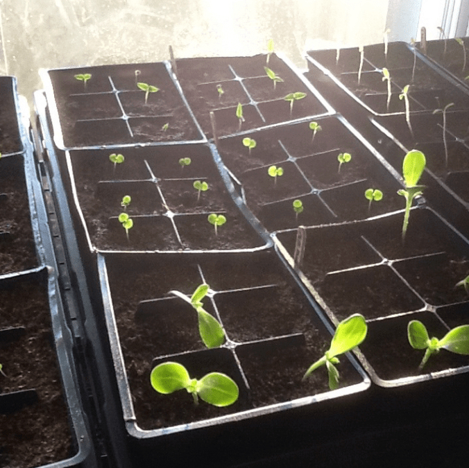 Screen Shot 2016-08-15 at 3.14.32 PM